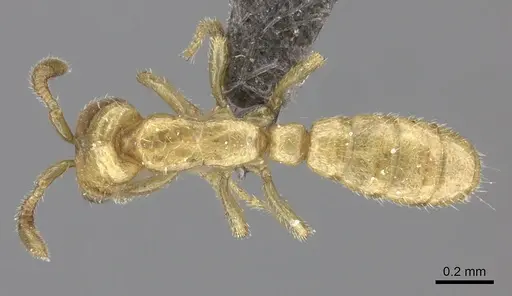 Dorylus helvolus - CASENT0235883