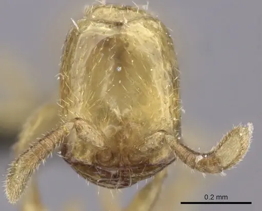 Dorylus helvolus - CASENT0235883