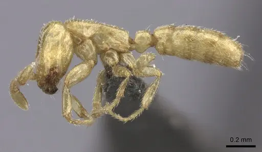 Dorylus helvolus - CASENT0235883