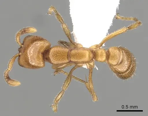 Dorylus helvolus - CASENT0249446