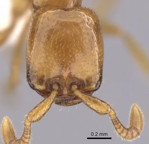 Dorylus helvolus - CASENT0249446