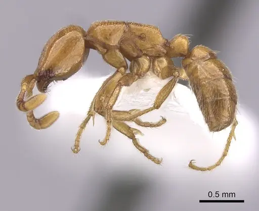 Dorylus helvolus - CASENT0249446