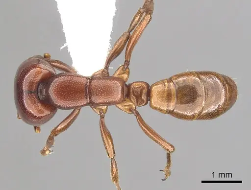 Dorylus helvolus - CASENT0249447