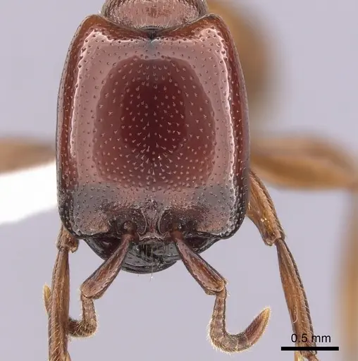 Dorylus helvolus - CASENT0249447