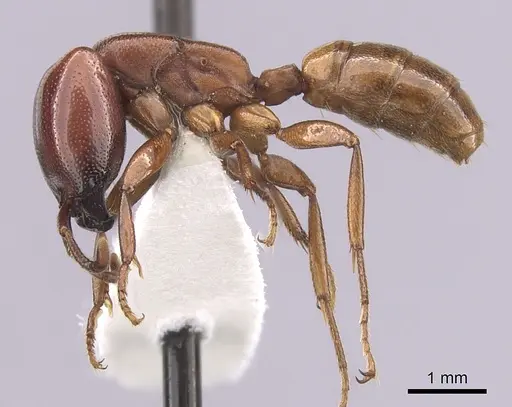 Dorylus helvolus - CASENT0249447