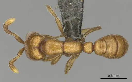 Dorylus helvolus - CASENT0252061