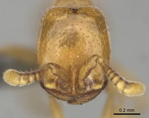 Dorylus helvolus - CASENT0252061