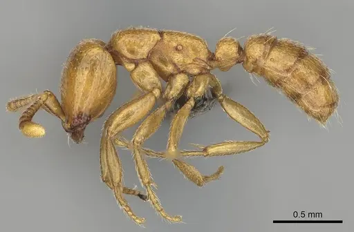 Dorylus helvolus - CASENT0252061