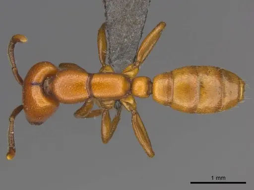 Dorylus helvolus - CASENT0252070