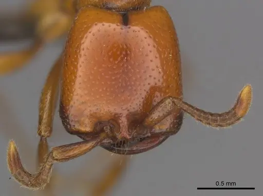 Dorylus helvolus - CASENT0252070