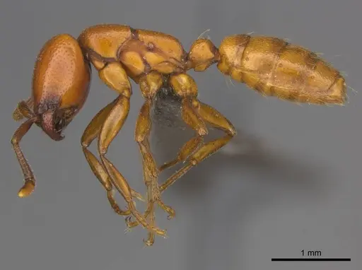 Dorylus helvolus - CASENT0252070