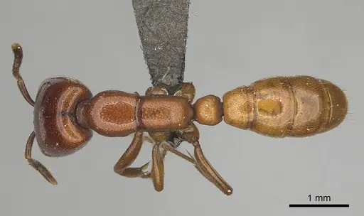 Dorylus helvolus - CASENT0256787