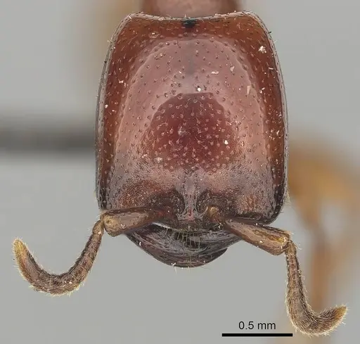 Dorylus helvolus - CASENT0256787