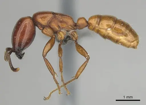 Dorylus helvolus - CASENT0256787