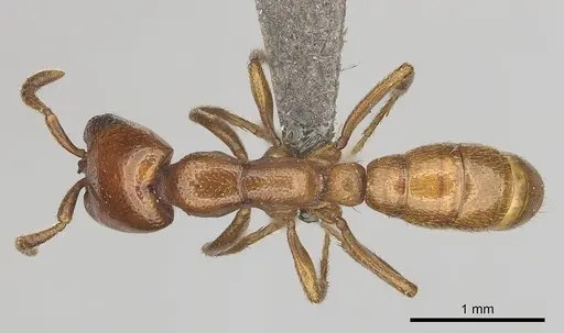 Dorylus helvolus - CASENT0256789