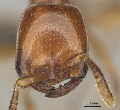 Dorylus helvolus - CASENT0256789