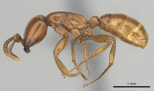 Dorylus helvolus - CASENT0256789