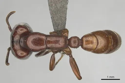 Dorylus helvolus - CASENT0256791