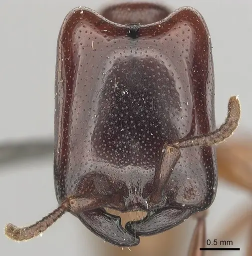 Dorylus helvolus - CASENT0256791