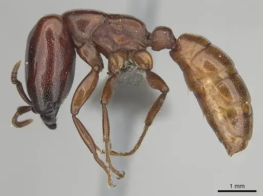 Dorylus helvolus - CASENT0256791