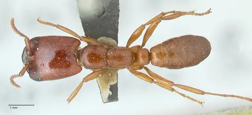 Dorylus helvolus - FOCOL1083