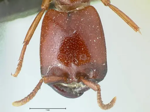 Dorylus helvolus - FOCOL1083