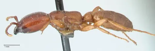 Dorylus helvolus - FOCOL1083