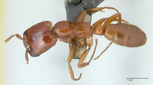 Dorylus helvolus - FOCOL1084