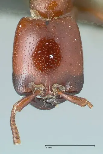 Dorylus helvolus - FOCOL1084