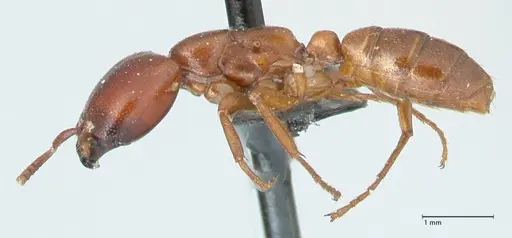 Dorylus helvolus - FOCOL1084