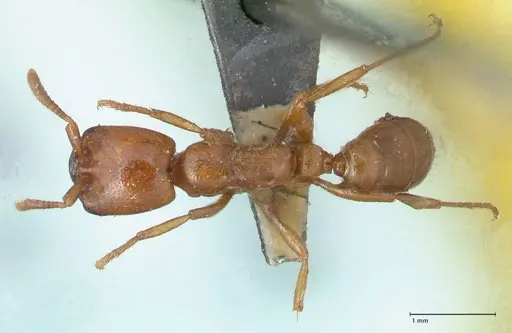 Dorylus helvolus - FOCOL1085