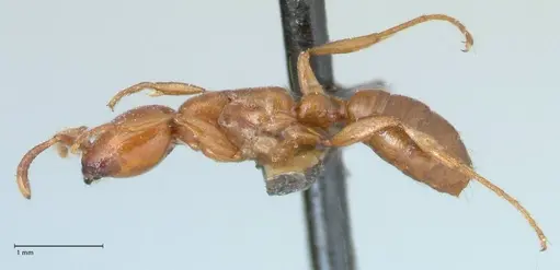 Dorylus helvolus - FOCOL1085