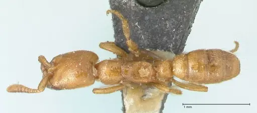 Dorylus helvolus - FOCOL1086