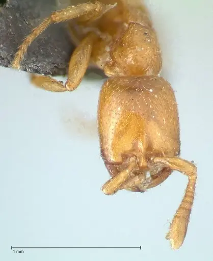 Dorylus helvolus - FOCOL1086