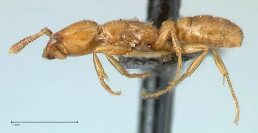 Dorylus helvolus - FOCOL1086