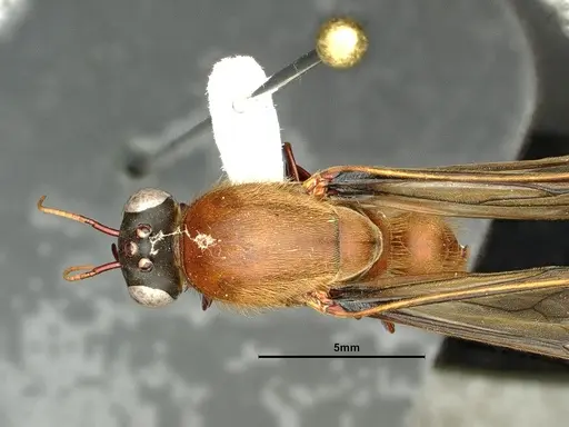 Dorylus katanensis specimen