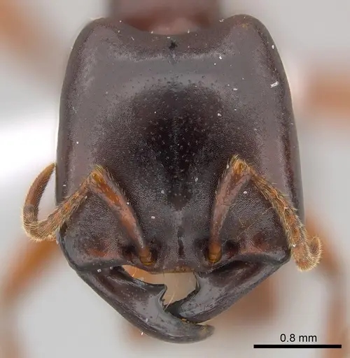 Dorylus kohli specimen