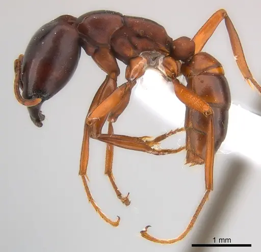 Dorylus kohli specimen