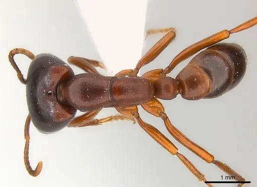 Dorylus kohli - CASENT0217151