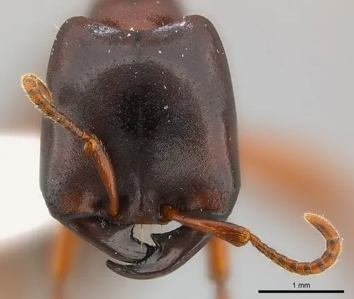 Dorylus kohli - CASENT0217151