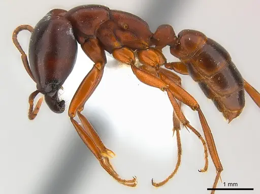 Dorylus kohli - CASENT0217151