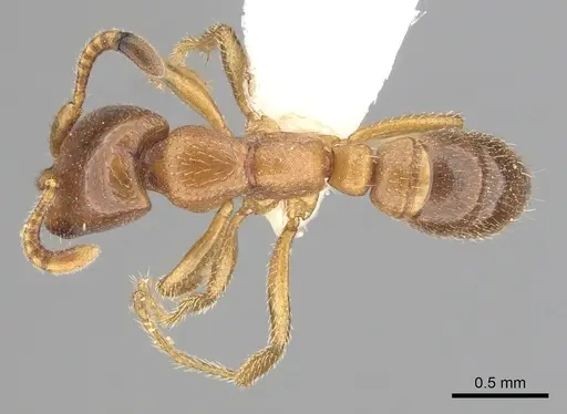 Dorylus kohli - CASENT0249433