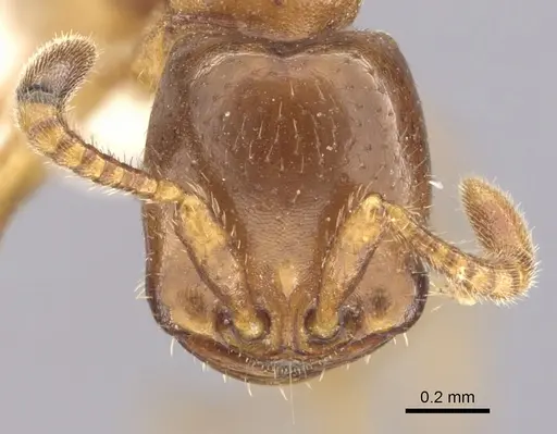 Dorylus kohli - CASENT0249433