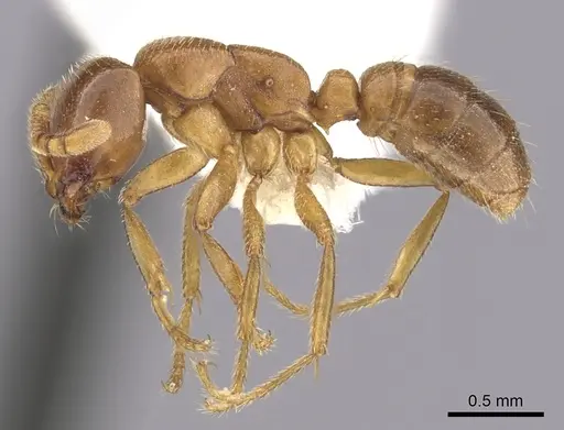 Dorylus kohli - CASENT0249433