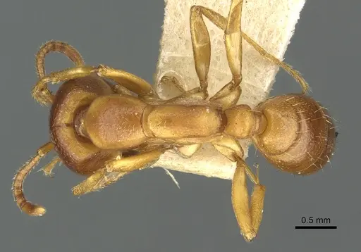 Dorylus kohli - CASENT0902698