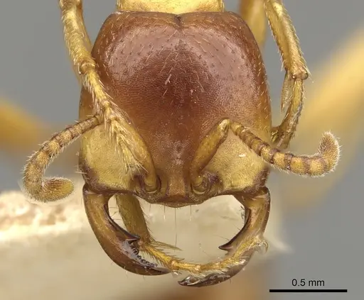 Dorylus kohli - CASENT0902698