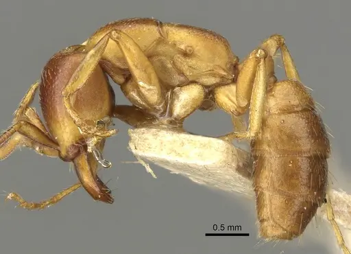 Dorylus kohli - CASENT0902698