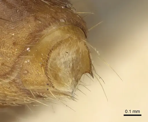 Dorylus kohli - CASENT0902698