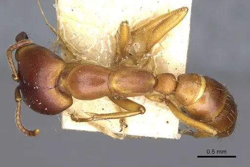 Dorylus kohli - CASENT0902699