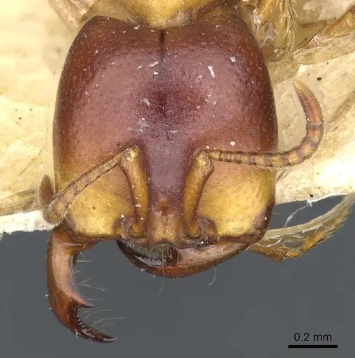 Dorylus kohli - CASENT0902699